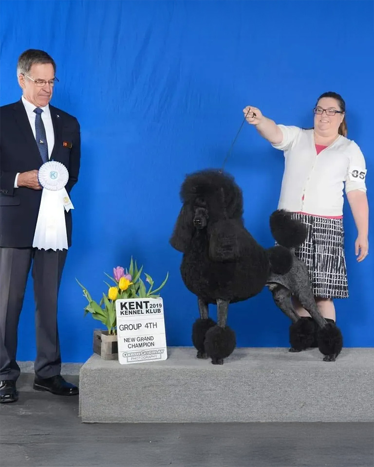 A show poodle getting a ribbon