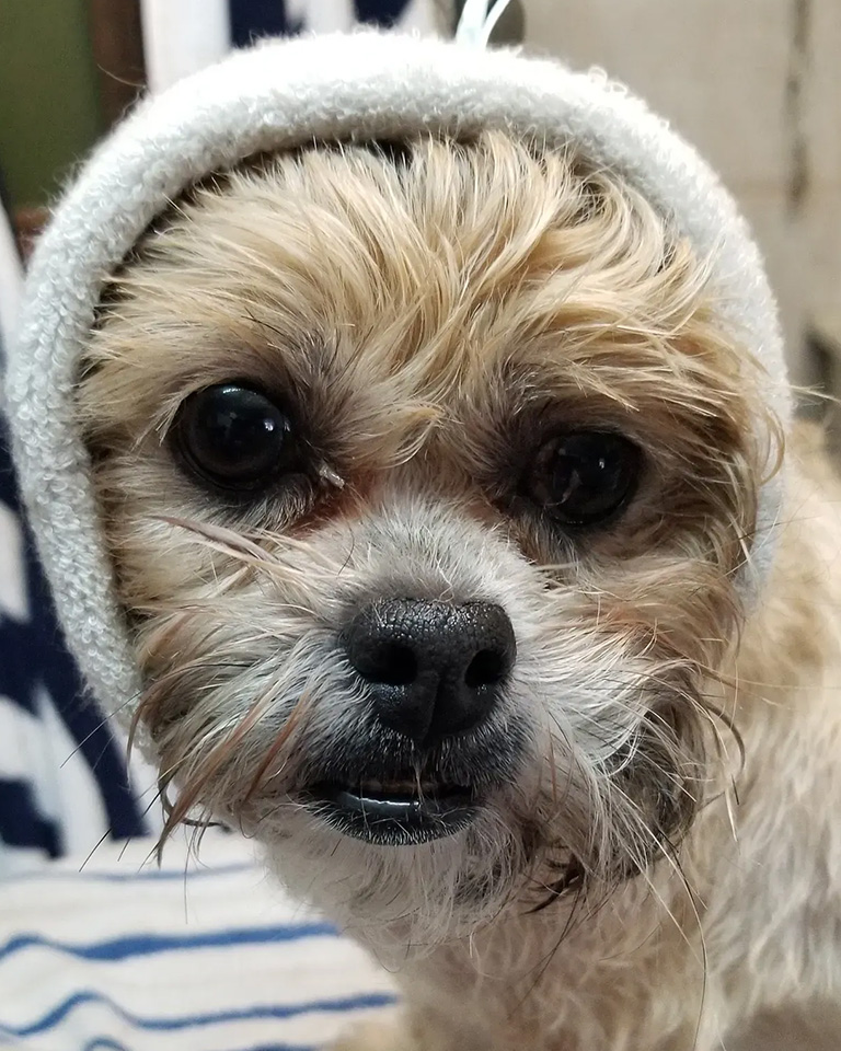 A cut dog in a little hat