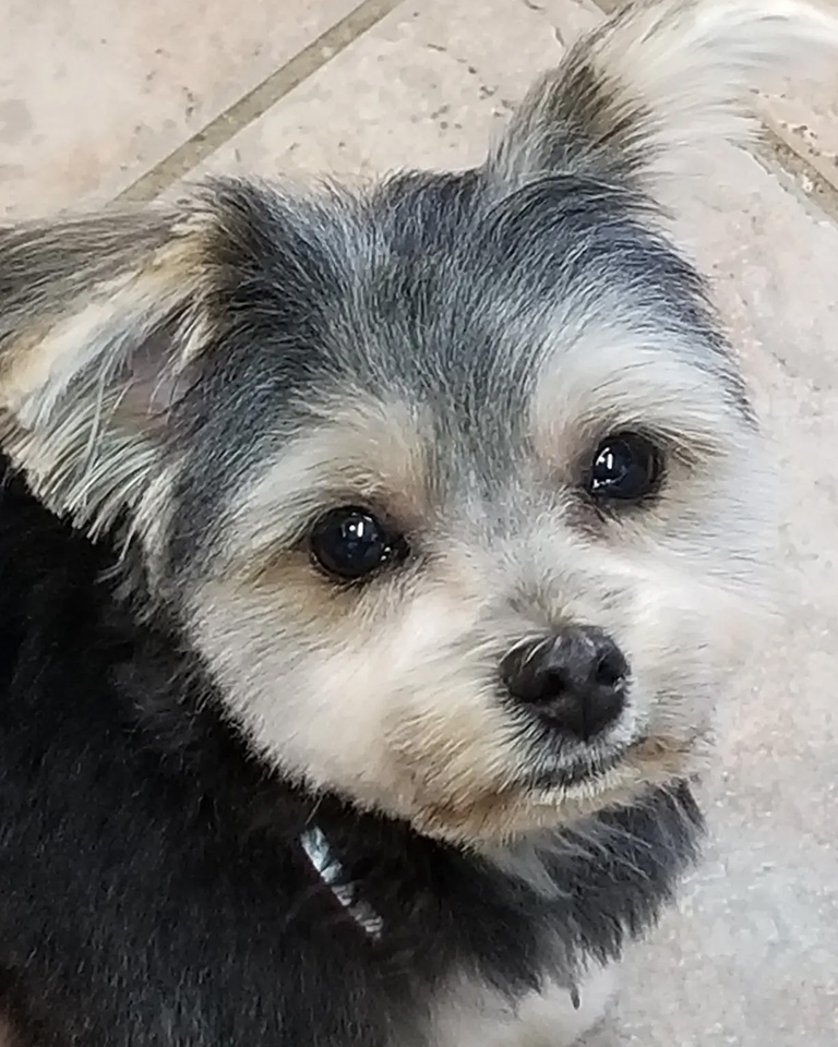 A little cute dog with a clean haircut