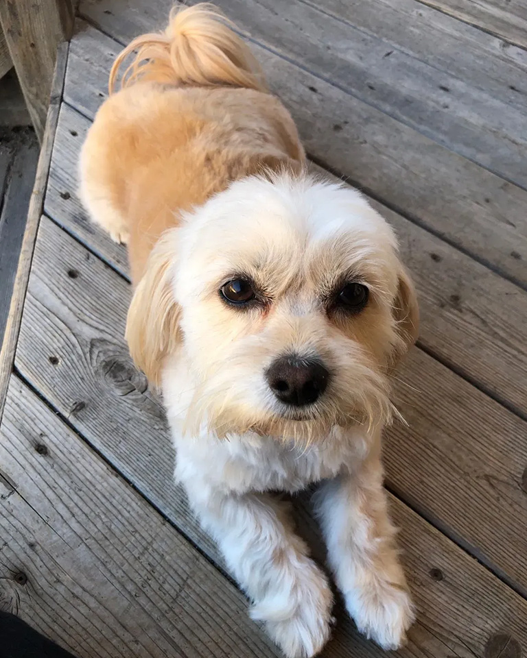 A dog laying down with a new hair cut