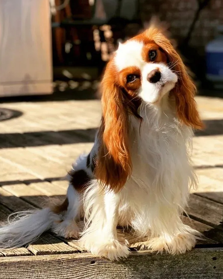 A cute dog with its head held sideways