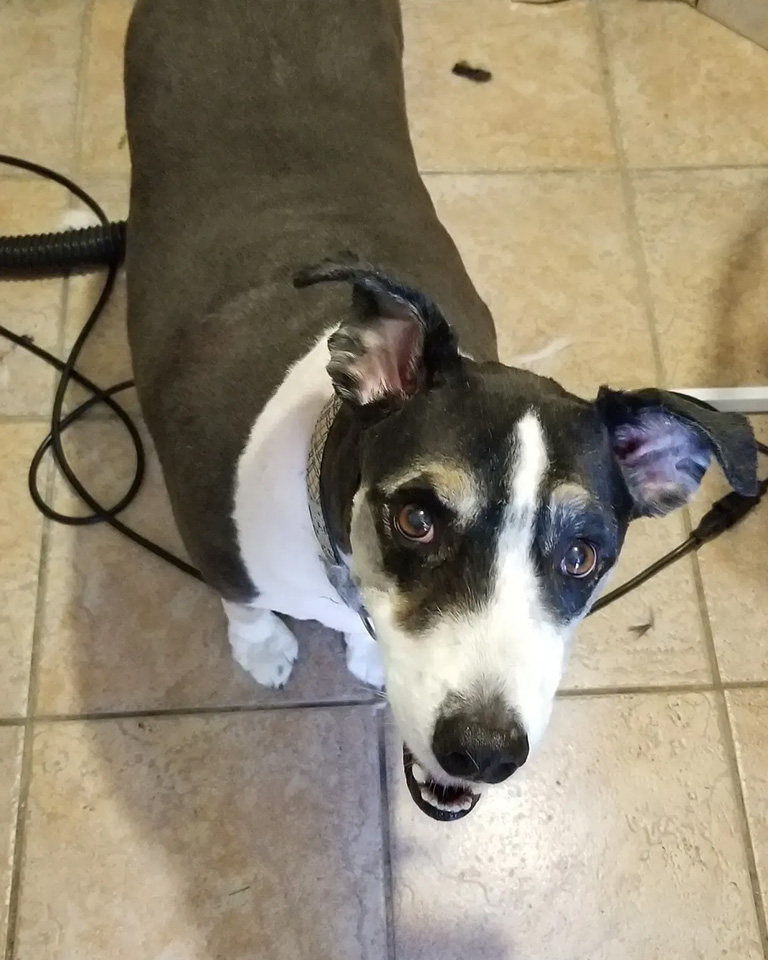 A dog after a haircut