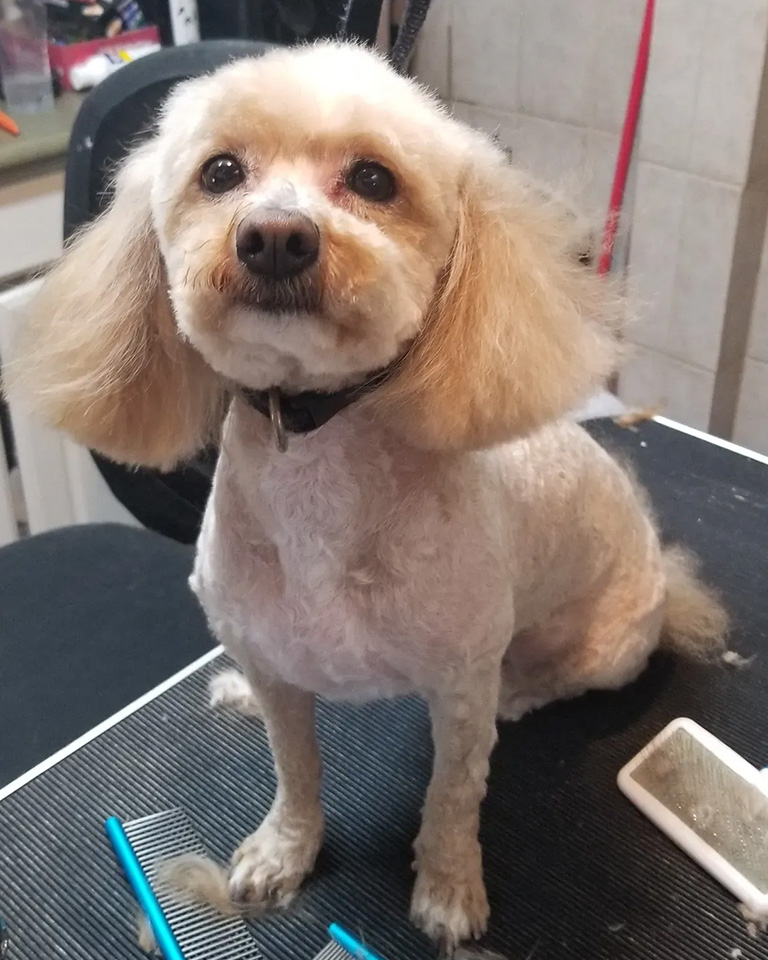A cute dog with a new hair style