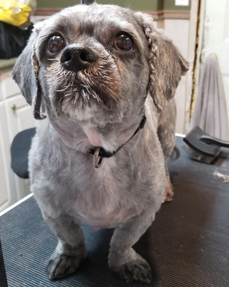A dog posing after a haircut