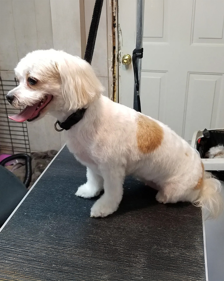 A little dog sitting after a haircut