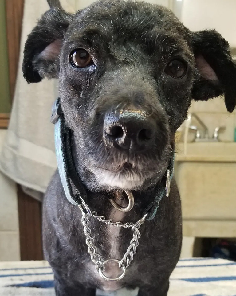 A black dog with a new hair style