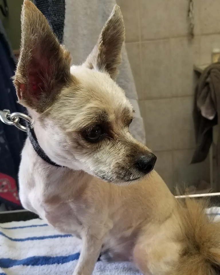A little dog with big ears and trimmed hair