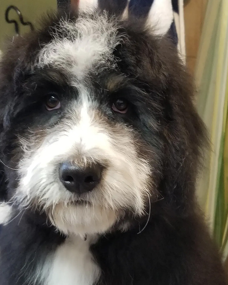 A black and white dog