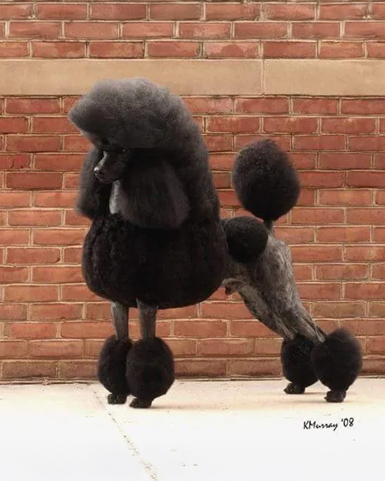 A show poodle with perfect hair