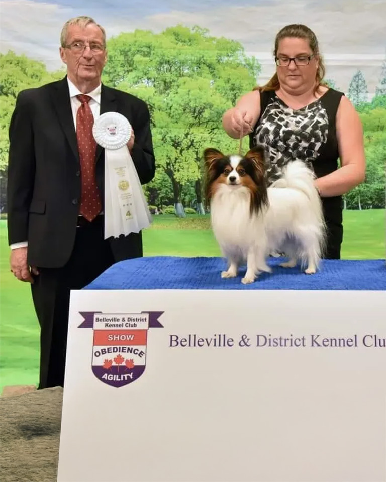 A show dog getting a ribbon
