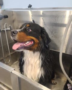 A large mountain dog getting a bath