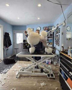 A poodle ready for a show after a fancy haircut