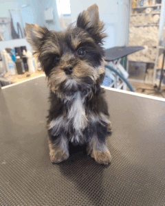 A little dog after getting a hair cut