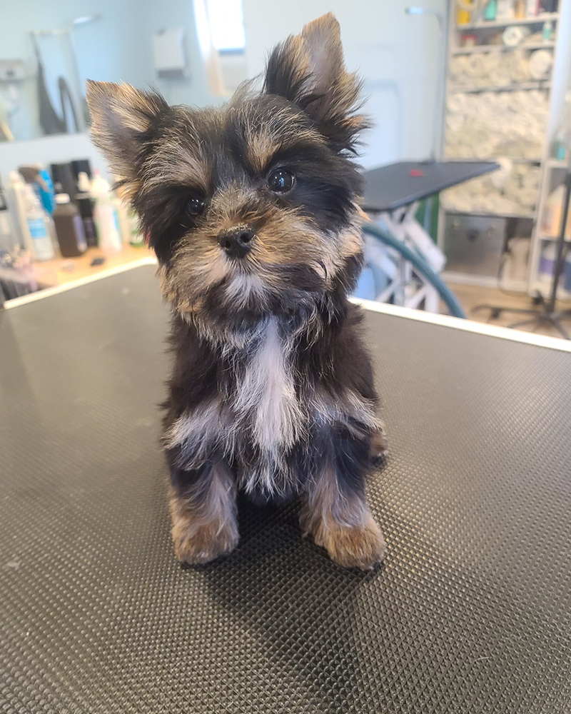 A little dog after getting a hair cut