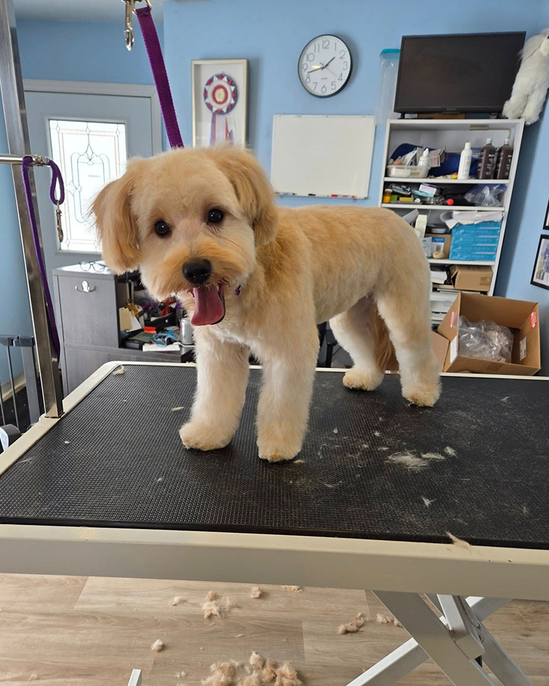 A white dog after a haircut