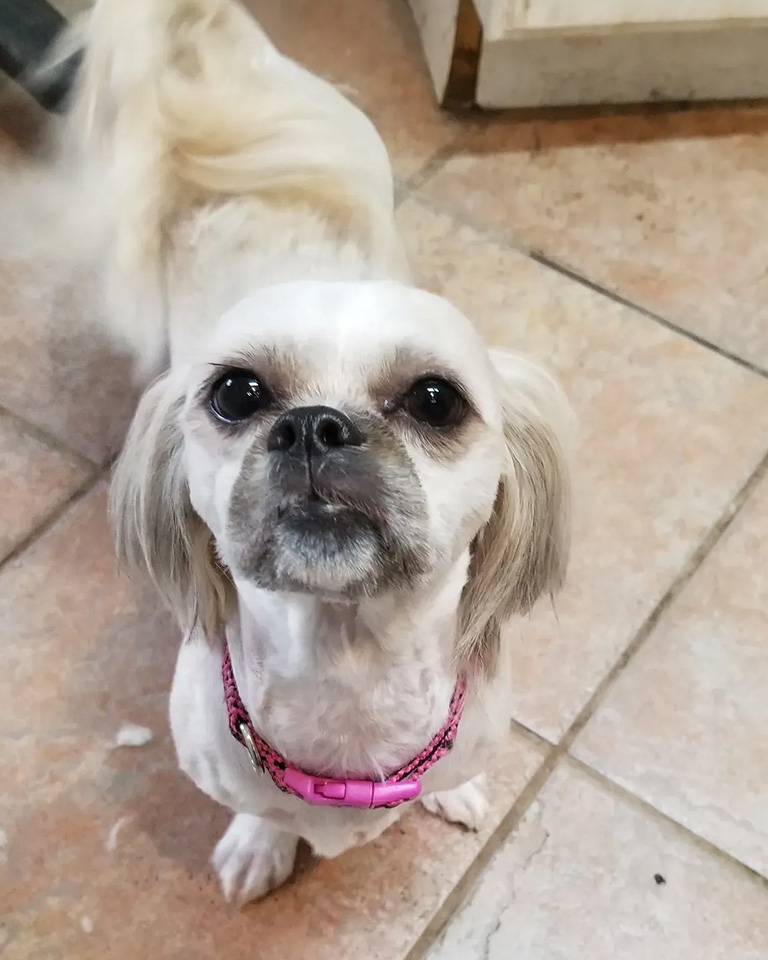 A dog looking up after a haircut