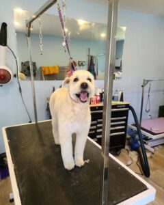 A white dog happily awaiting a haircut at the groomer