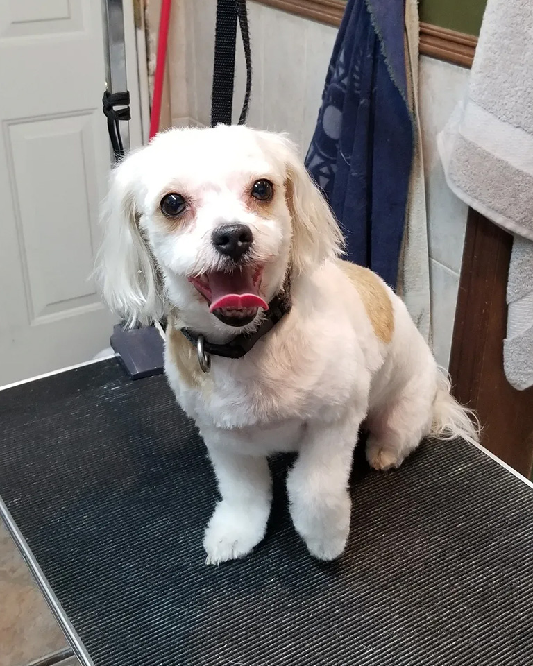 A cute dog with a fresh haircut